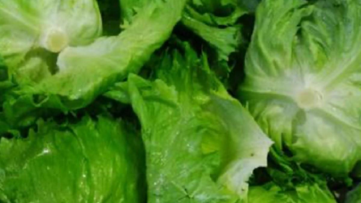 進口萵苣驗出芬普尼超標！9680公斤退運或銷毀