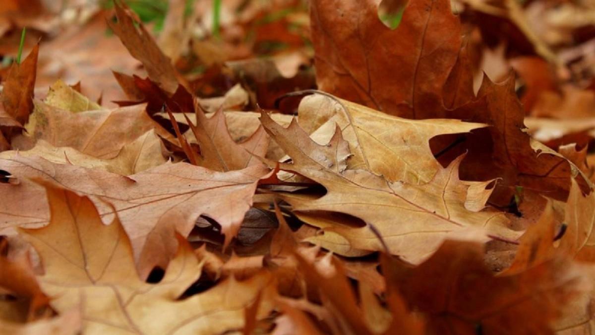 農曆十月開外掛！ 12生肖運勢大洗牌 最強許願指南助攻