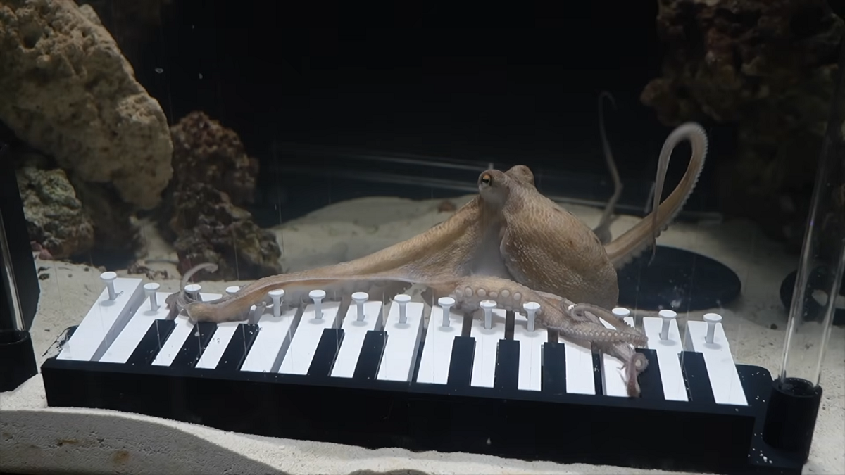 他救下一隻章魚 沒想到竟學會「彈鋼琴」 555萬人看呆了