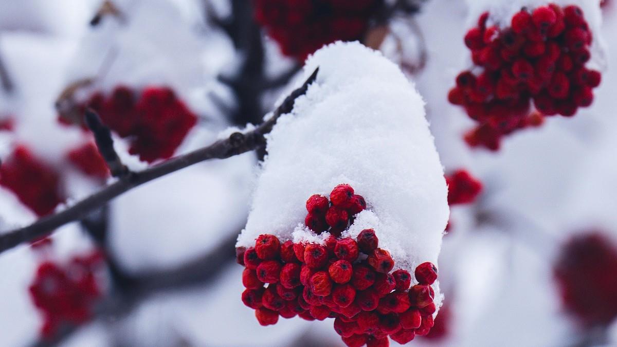 大雪將至！「4生肖」健康亮紅燈 命理師曝6大養生開運法